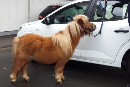 Ponyhof.webp